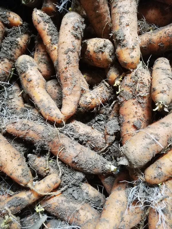 Produktfoto zu Möhren ungewaschen