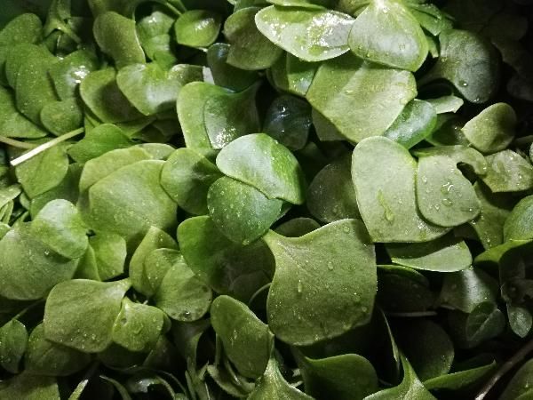 Produktfoto zu Posteleinsalat