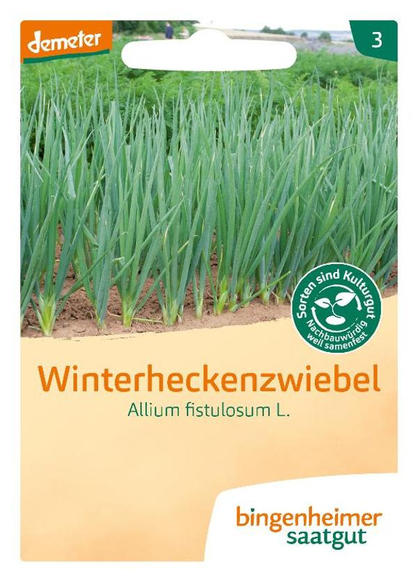 Produktfoto zu Winterheckenzwiebel